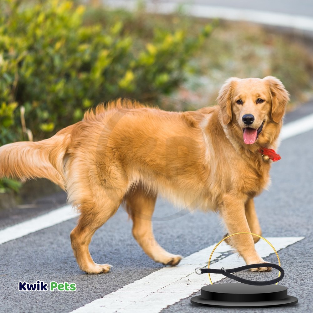 Coastal Round Nylon Dog Training Collar Black 3/8 in X 24 in