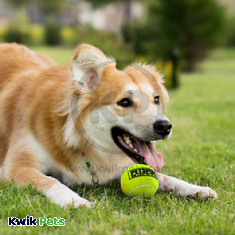 Petsport USA Tuff Ball Dog Toy Yellow 1.8-in